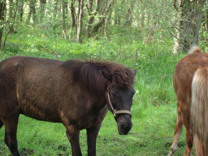 Islænder Mysla RIP. Hvil i fred<3 billede 1