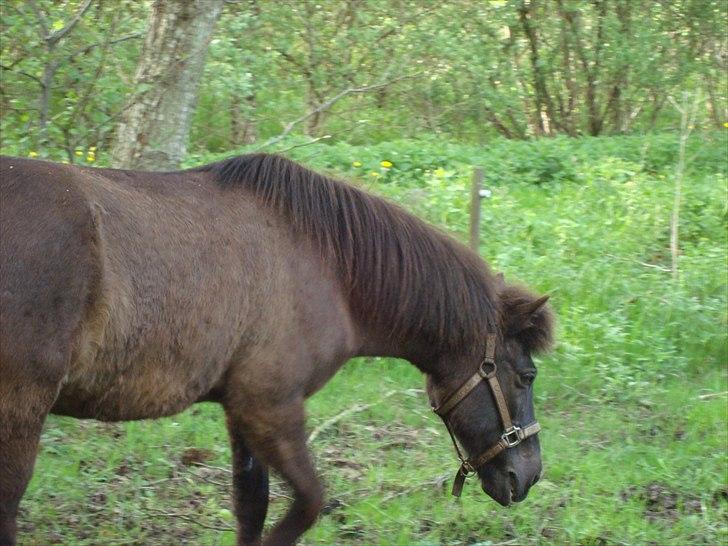 Islænder Mysla RIP. Hvil i fred<3 billede 2