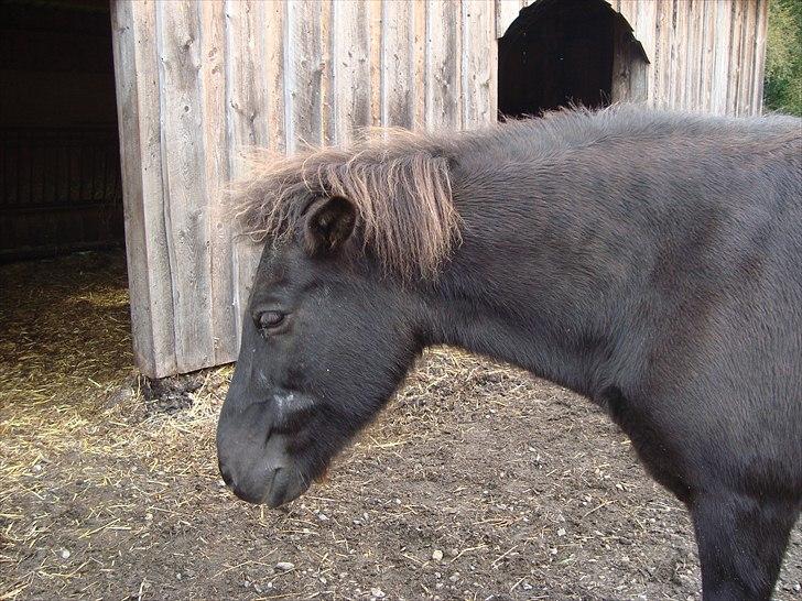Islænder Mysla RIP. Hvil i fred<3 billede 3