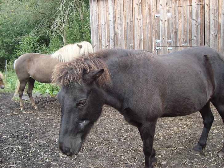 Islænder Mysla RIP. Hvil i fred<3 billede 5