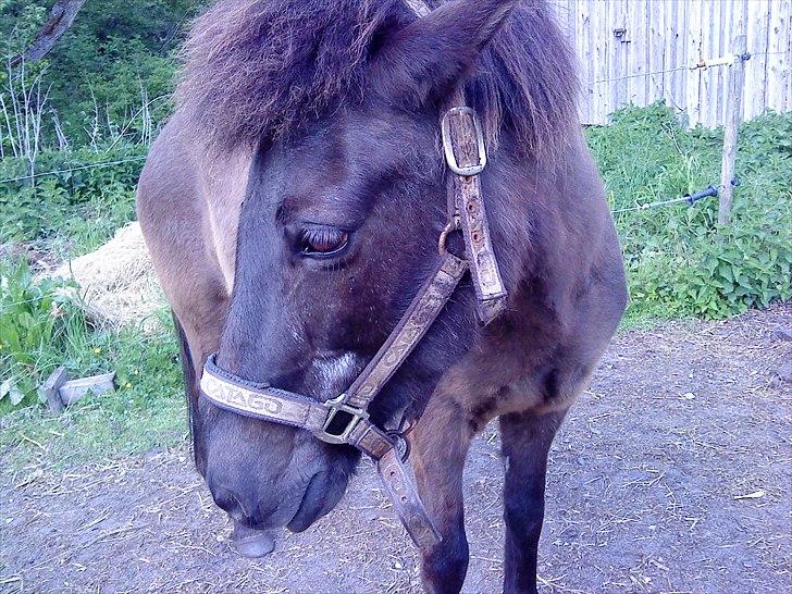 Islænder Mysla RIP. Hvil i fred<3 billede 6