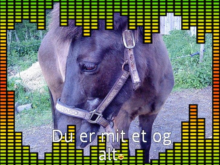 Islænder Mysla RIP. Hvil i fred<3 billede 7
