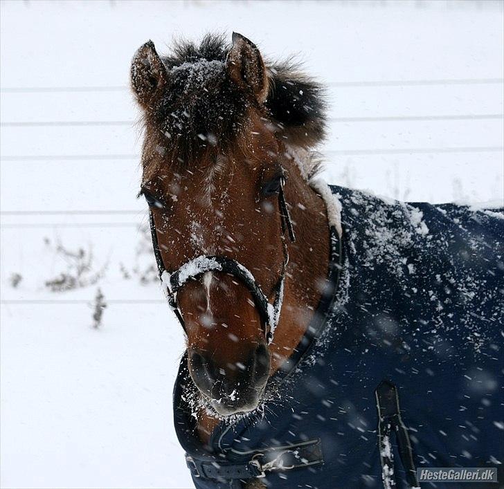 Anden særlig race Cheik Sherry <33 ;* billede 10