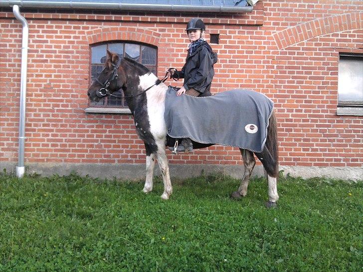 Anden særlig race Sally - ANE 10/11 billede 4