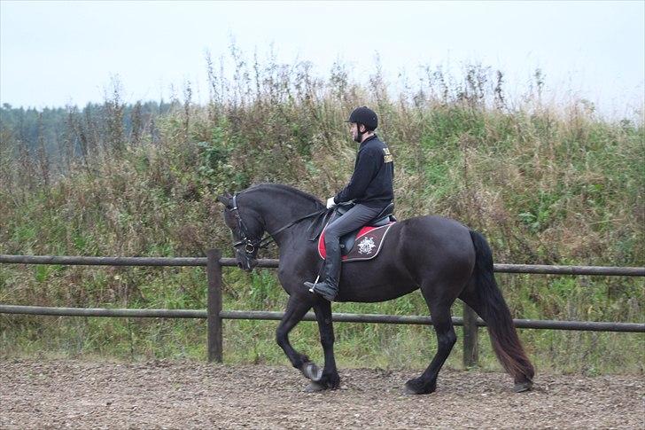 Frieser Njiskja*Frauke* - Første gang vi prøvede hende C; Her med Thomas på ryggen af hende :) billede 2