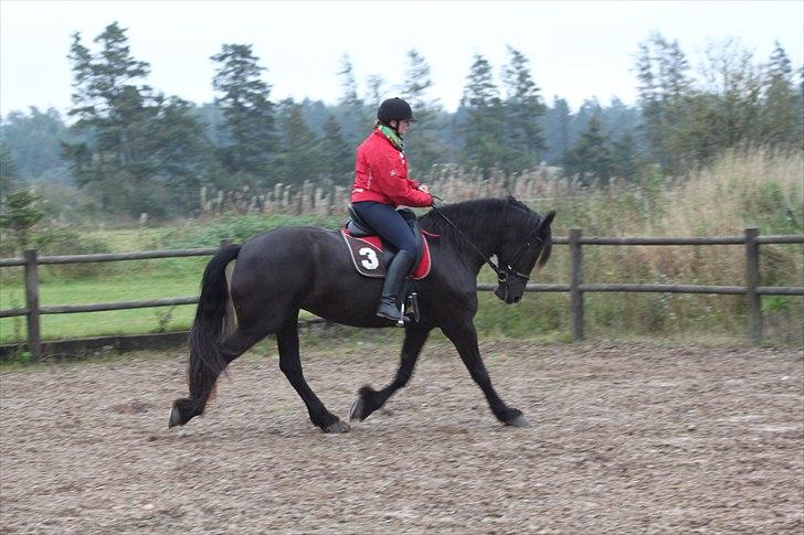 Frieser Njiskja*Frauke* billede 5