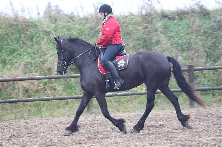 Frieser Njiskja*Frauke* billede 6