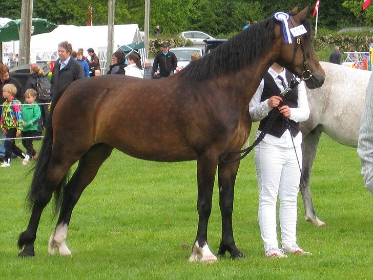 Welsh Cob (sec D) Lillelunds Hailey solgt billede 16