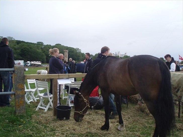 Welsh Cob (sec D) Lillelunds Hailey solgt billede 17