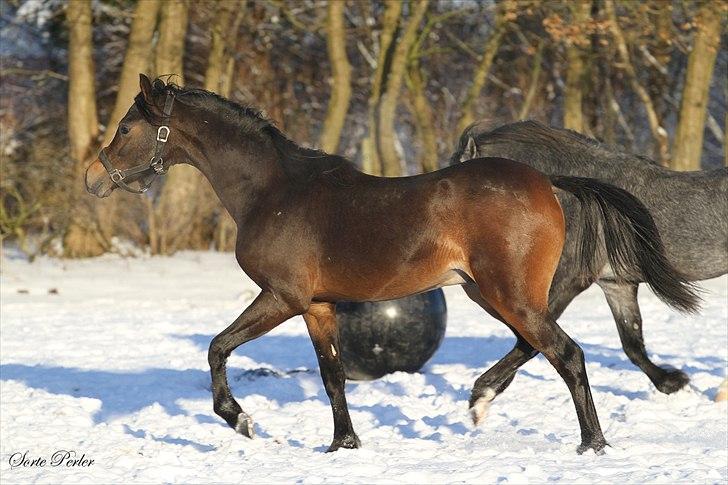 Welsh Pony (sec B) Barnhoeve's Beau (Bøv) billede 15