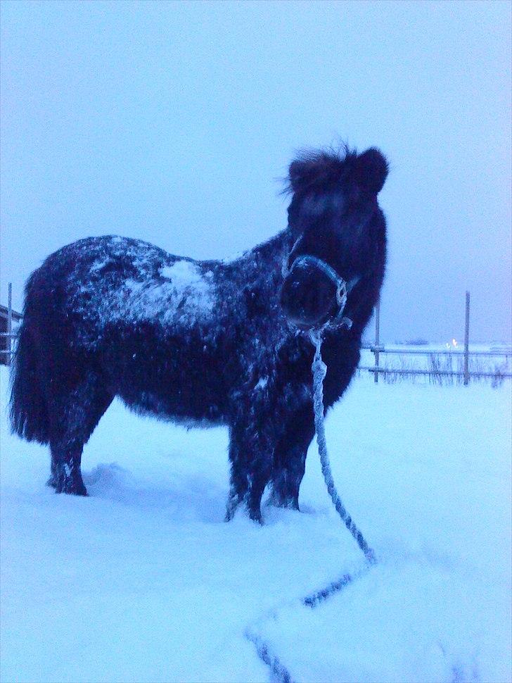 Shetlænder Claus † RIP † 10/9-11:( - Sne!:D billede 6