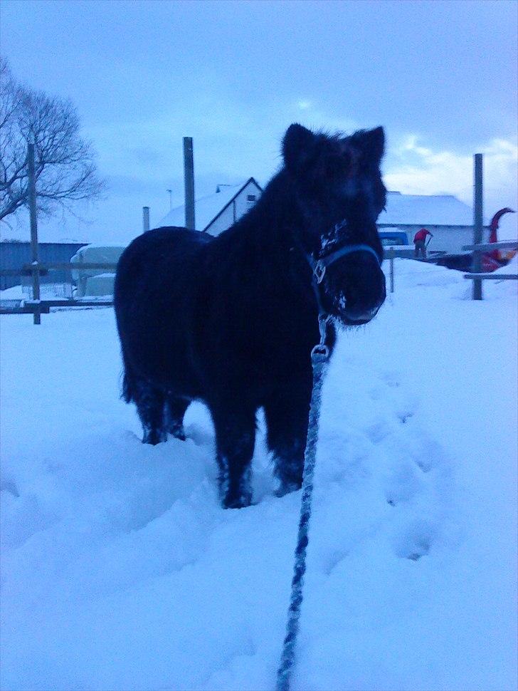 Shetlænder Claus † RIP † 10/9-11:( - nårr lille basse :D billede 7
