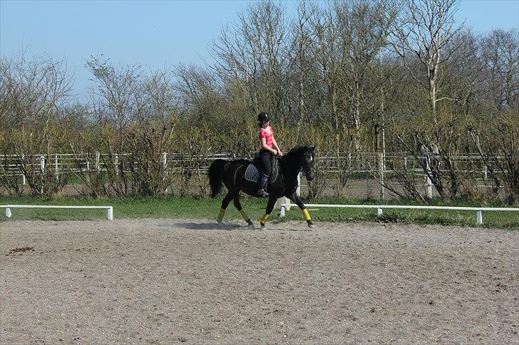 Anden særlig race Sheila  billede 11