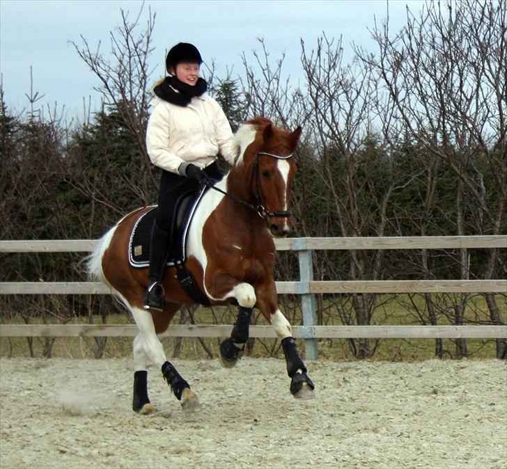 Anden særlig race Jazzo A-pony - Udendørs træning 2011 :D billede 16