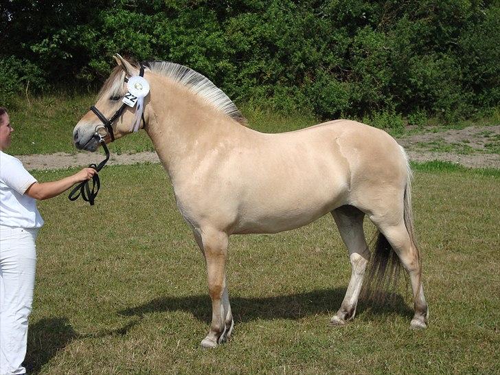 Fjordhest Troya Mosgaard - billede fra hoppekårning troya blev nr. 2 i sin årgang billede 1