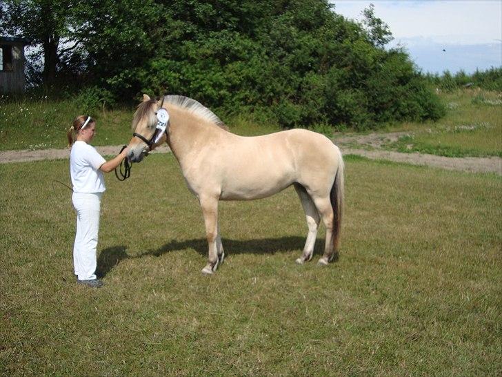 Fjordhest Troya Mosgaard - billede fra hoppekårning troya blev nr. 2 i sin årgang billede 2