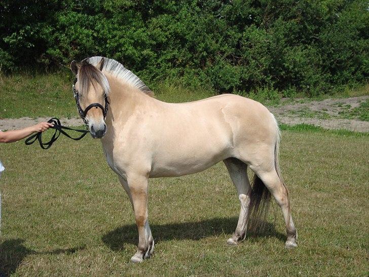 Fjordhest Troya Mosgaard - billede fra hoppekårning troya blev nr. 2 i sin årgang billede 3