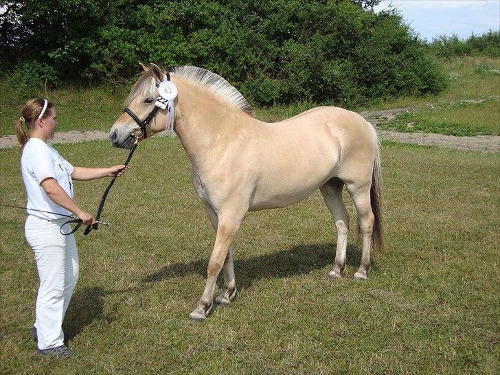 Fjordhest Troya Mosgaard - billede fra hoppekårning troya blev nr. 2 i sin årgang billede 4