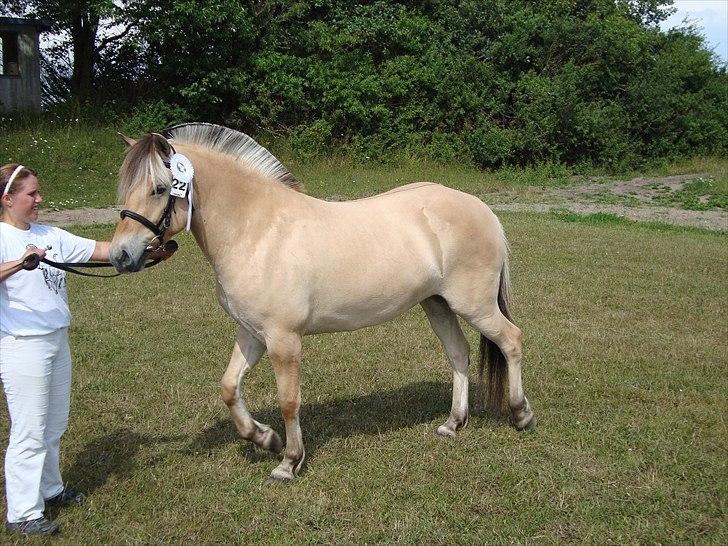 Fjordhest Troya Mosgaard - billede fra hoppekårning troya blev nr. 2 i sin årgang billede 5