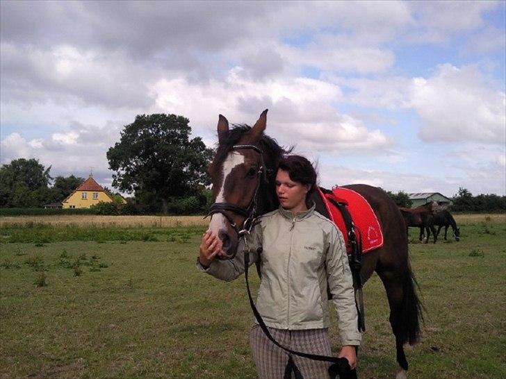 Svensk Varmblod Cordino R.I.P billede 8