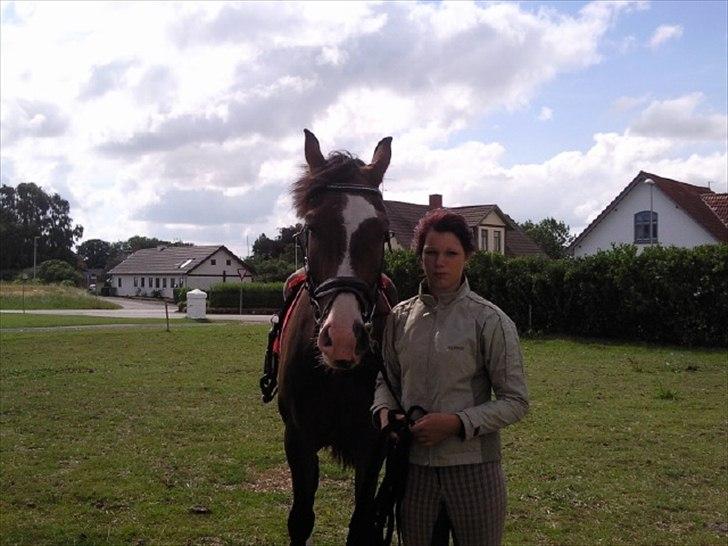 Svensk Varmblod Cordino R.I.P billede 7