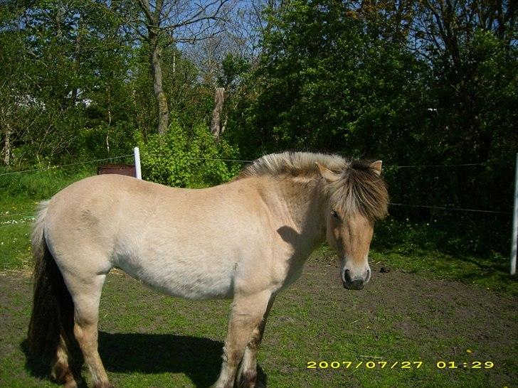 Fjordhest Troya Mosgaard billede 6