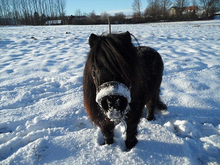 Anden særlig race Bobo billede 8