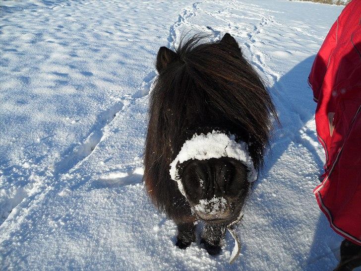 Anden særlig race Bobo billede 9