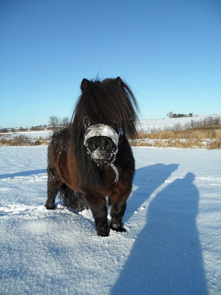 Anden særlig race Bobo billede 10