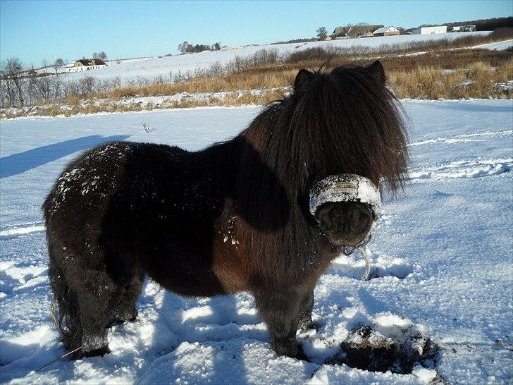 Anden særlig race Bobo billede 11