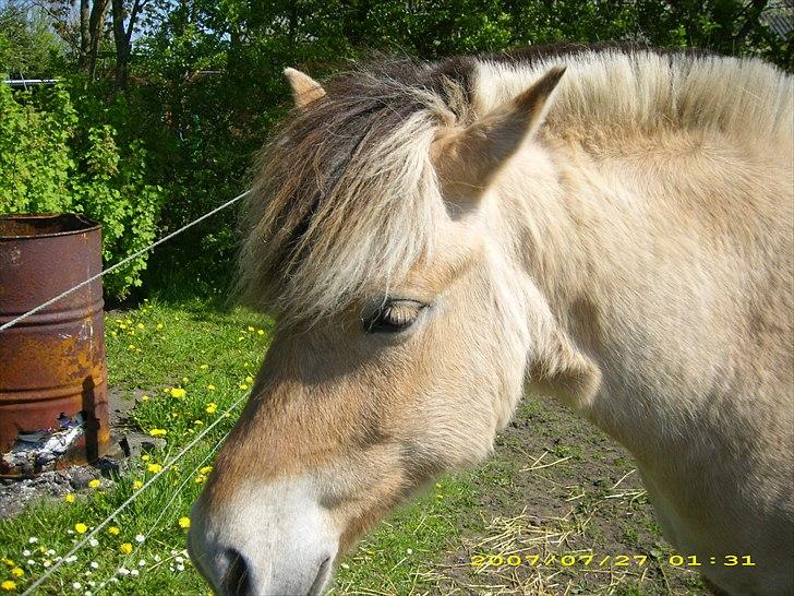 Fjordhest Troya Mosgaard billede 8