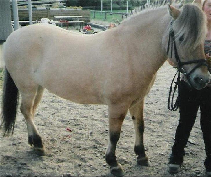 Fjordhest Troya Mosgaard - troya´s mor TRISJA VADGÅRD billede 9