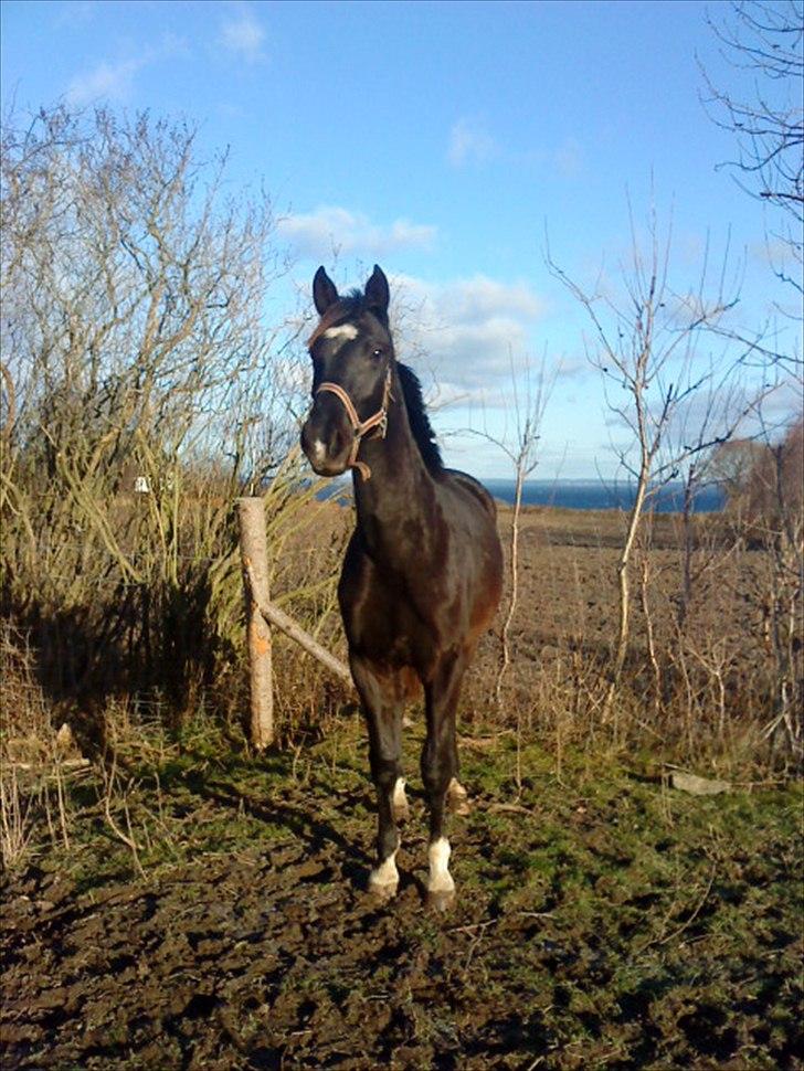 Dansk Varmblod Lammehaven's Rosita (Baby) - Smuksaken :* billede 13