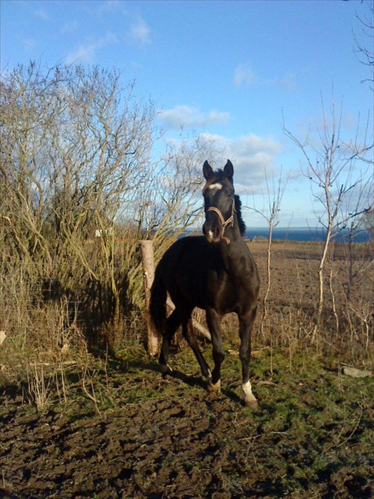 Dansk Varmblod Lammehaven's Rosita (Baby) - Fantastisk<33 billede 14