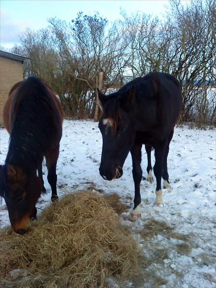 Dansk Varmblod Lammehaven's Rosita (Baby) - Æder hø med Fir drengen<33 billede 15