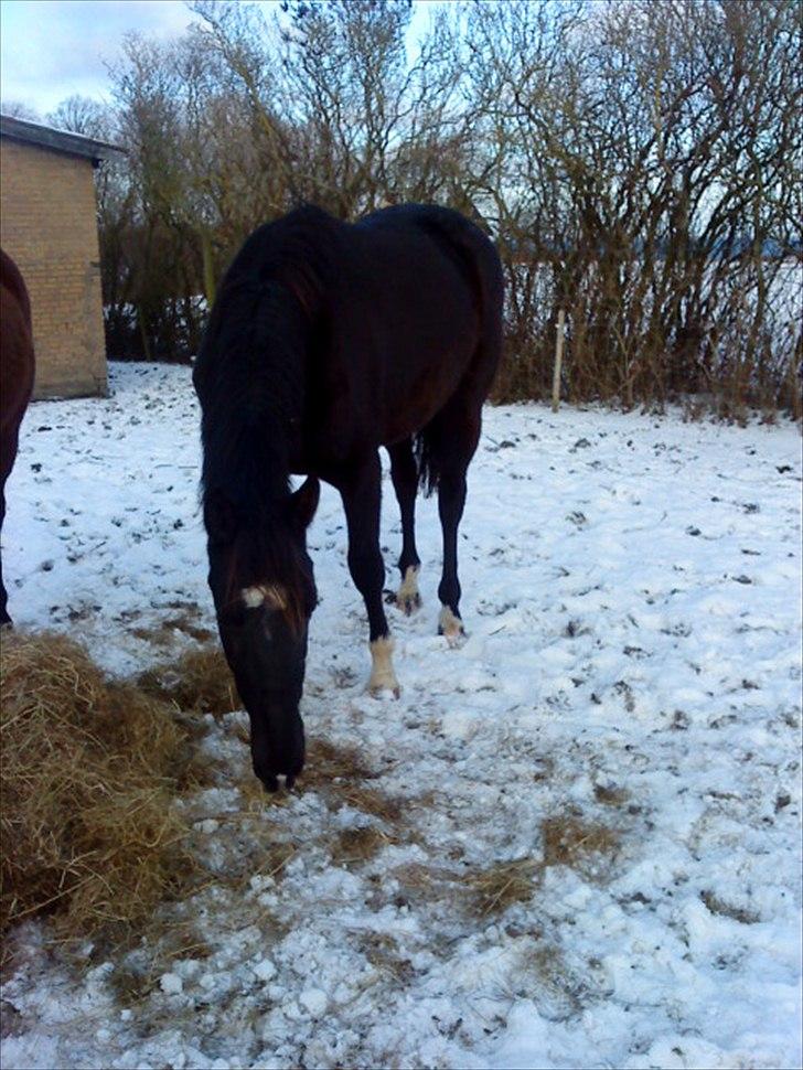 Dansk Varmblod Lammehaven's Rosita (Baby) - Smukke pige<33 billede 16