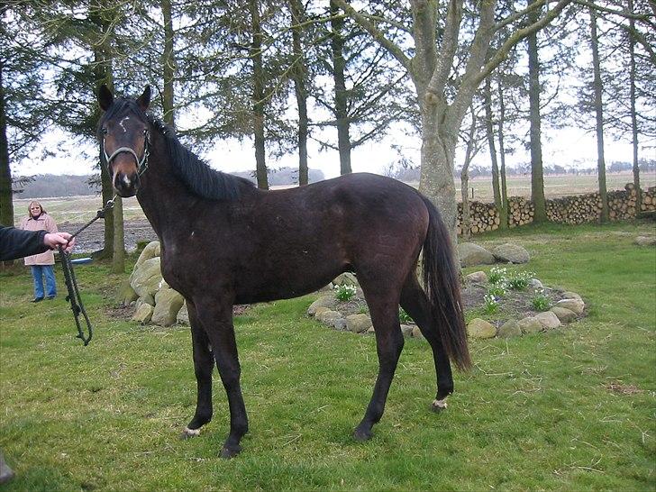 Dansk Varmblod Skovly´s Loui Lepeen  - loui ca, 1½ år billede 4