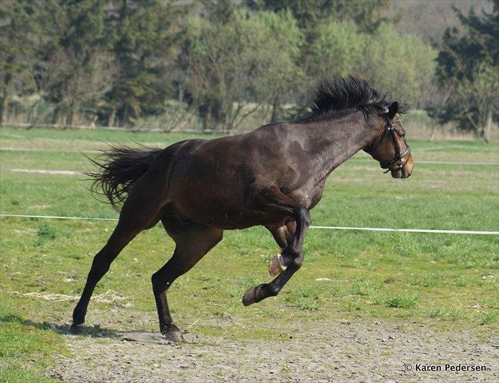 Dansk Varmblod Skovly´s Loui Lepeen  - Loui ca. 1 år billede 6