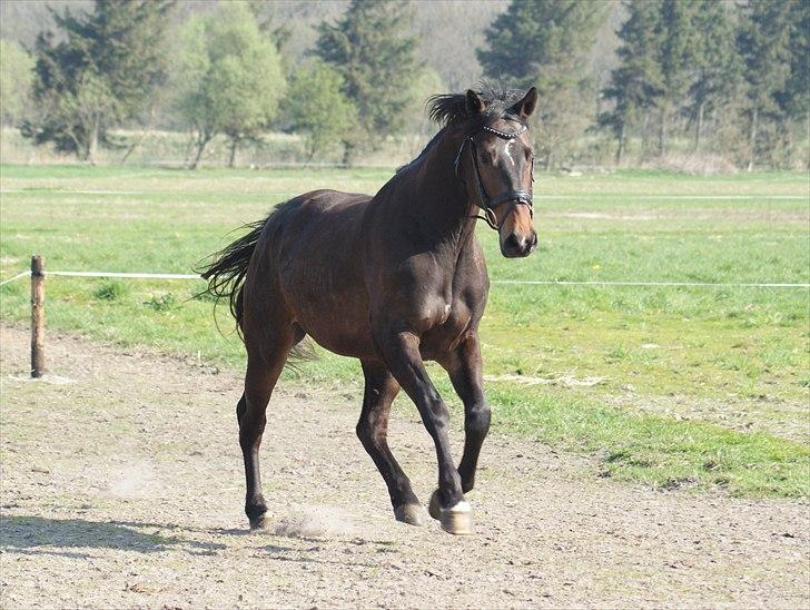 Dansk Varmblod Skovly´s Loui Lepeen  billede 15
