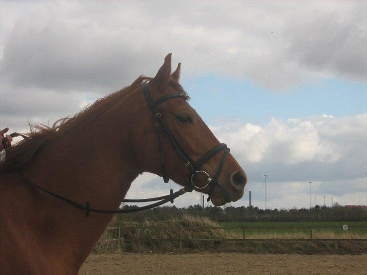 Anden særlig race Sakskærs Anastasia - Tak Natascha for billedet :) billede 14