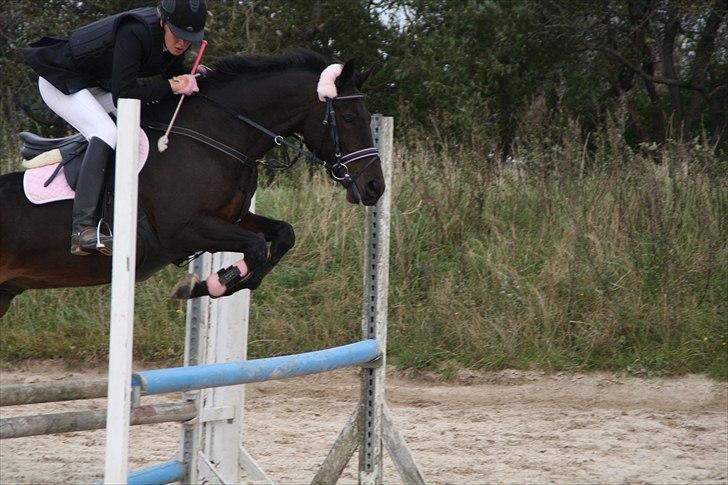 DSP Buegårds Saturn Solgt :'( - you are simply the best :/♥ billede 1