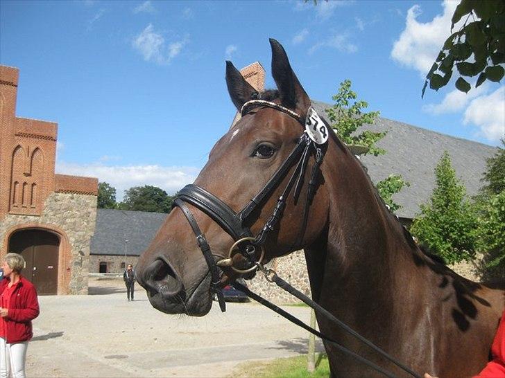 Dansk Varmblod Buegårds Venus solgt :'( - alt hvad vi gør sammen, gør vi så godt som vi kan.. billede 1
