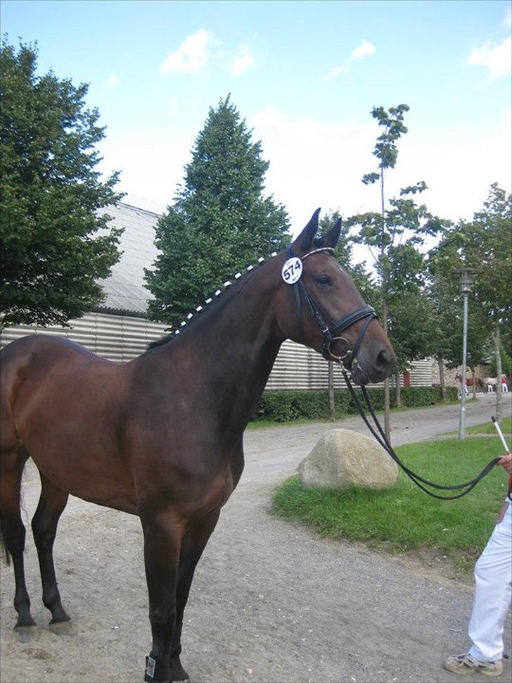 Dansk Varmblod Buegårds Venus solgt :'( - alt hvad vi gør sammen, gør vi så godt som vi kan.. billede 2