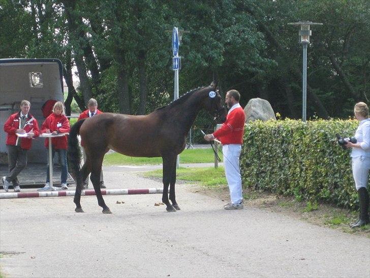 Dansk Varmblod Buegårds Venus solgt :'( - alt hvad vi gør sammen, gør vi så godt som vi kan.. billede 3