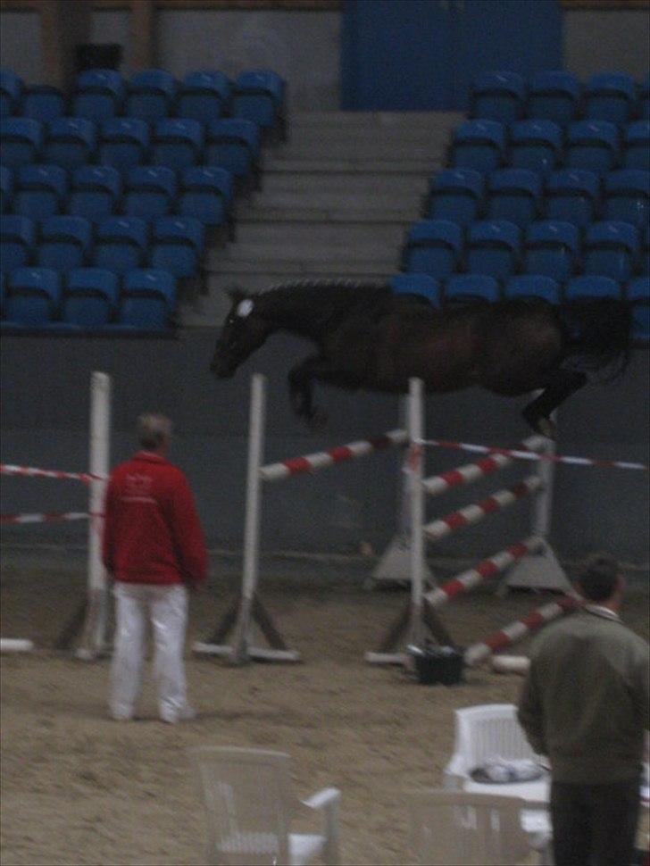 Dansk Varmblod Buegårds Venus solgt :'( - alt hvad vi gør sammen, gør vi så godt som vi kan.. billede 4