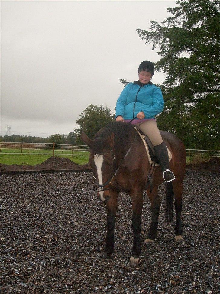 Dansk Varmblod Minelli - Velkommen til Minellis profil :) billede 1