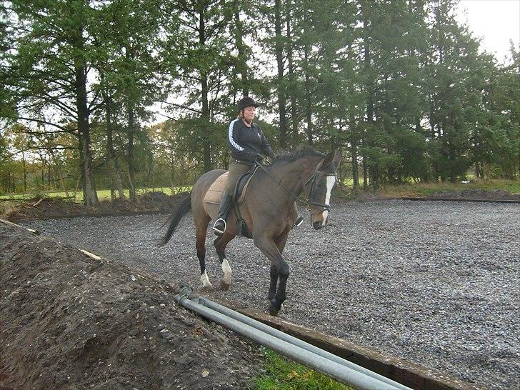 Dansk Varmblod Minelli - Søster rider Minelli billede 5