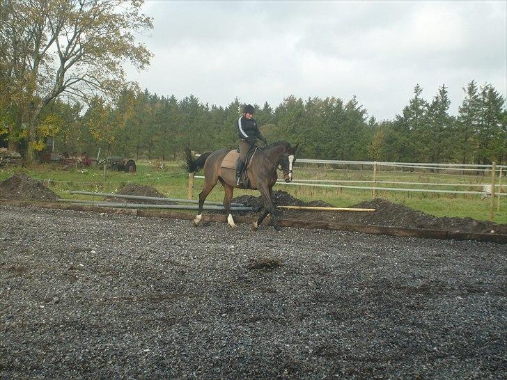 Dansk Varmblod Minelli - Søster rider Minelli billede 6