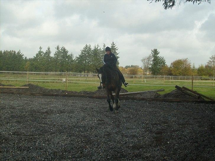 Dansk Varmblod Minelli - Søster rider Minelli billede 7