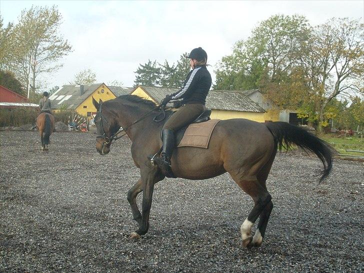 Dansk Varmblod Minelli - Søster rider Minelli billede 8